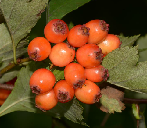  p>毛山楂(学名: i> /i> i>crataegus maximowiczii /i> c. k.