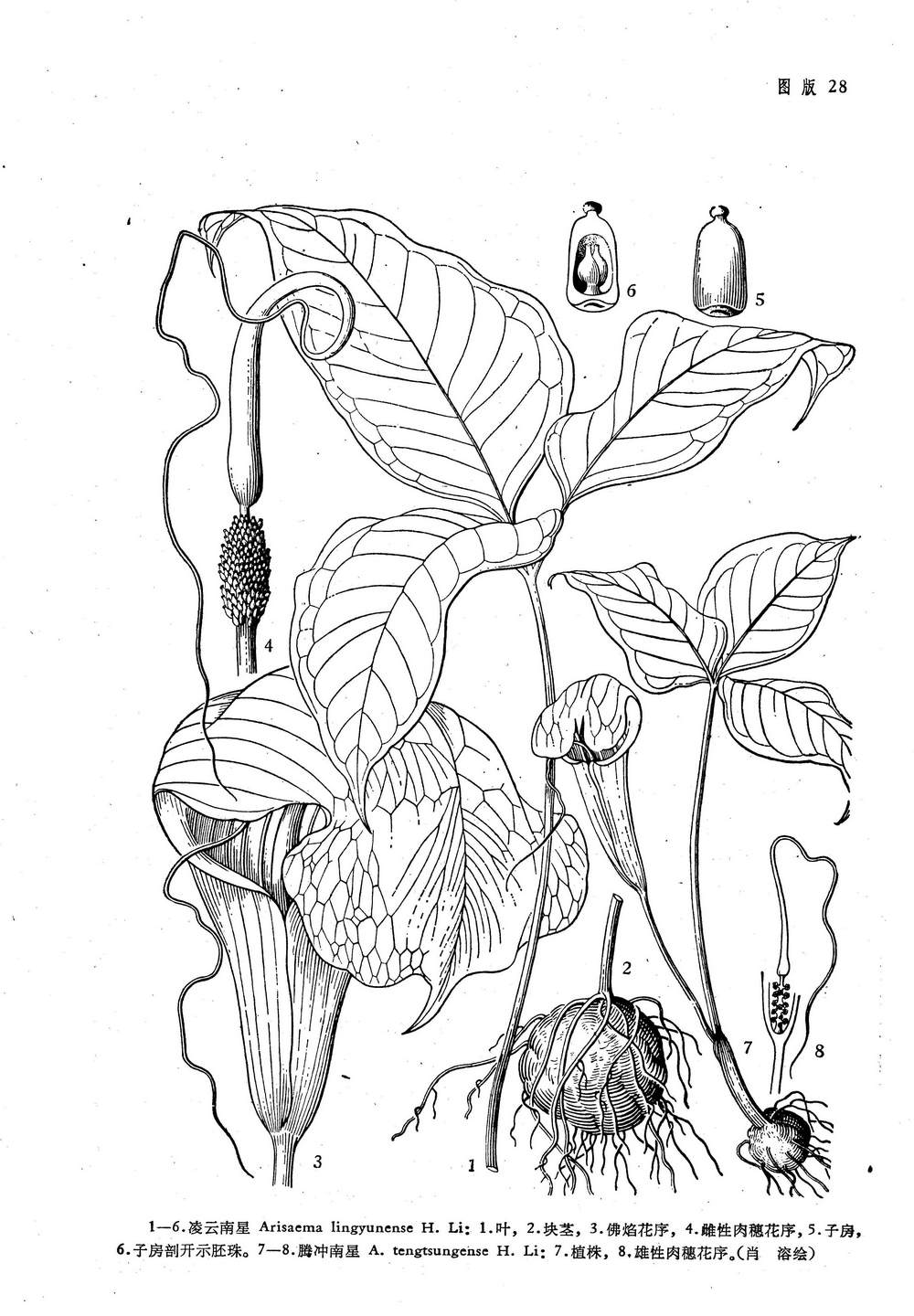 arisaema lingyunense h. li