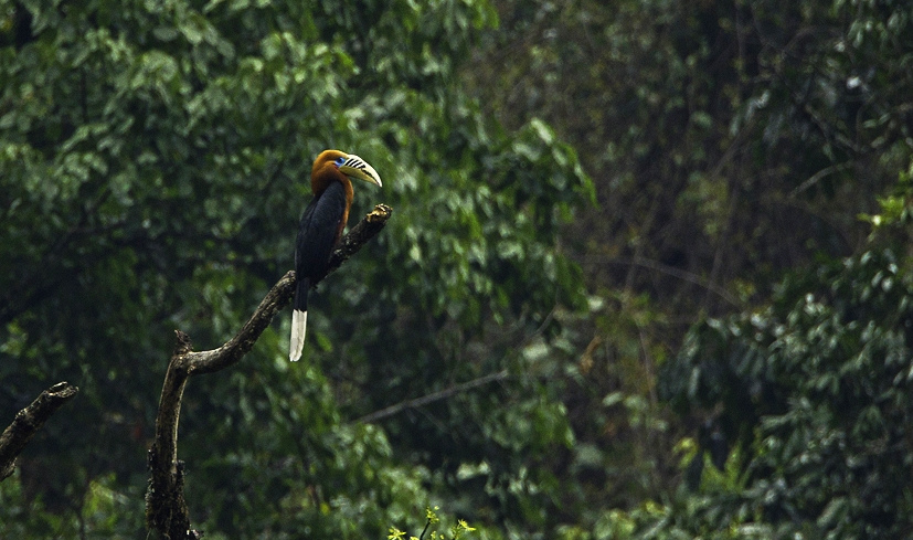  p>棕颈犀鸟(学名: i>aceros nipalensis /i>)大型鸟类,体长约122厘米