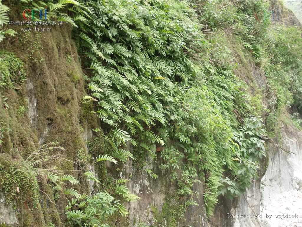  p> a target="_blank" href="/item/川滇槲蕨">川滇槲蕨 /a>