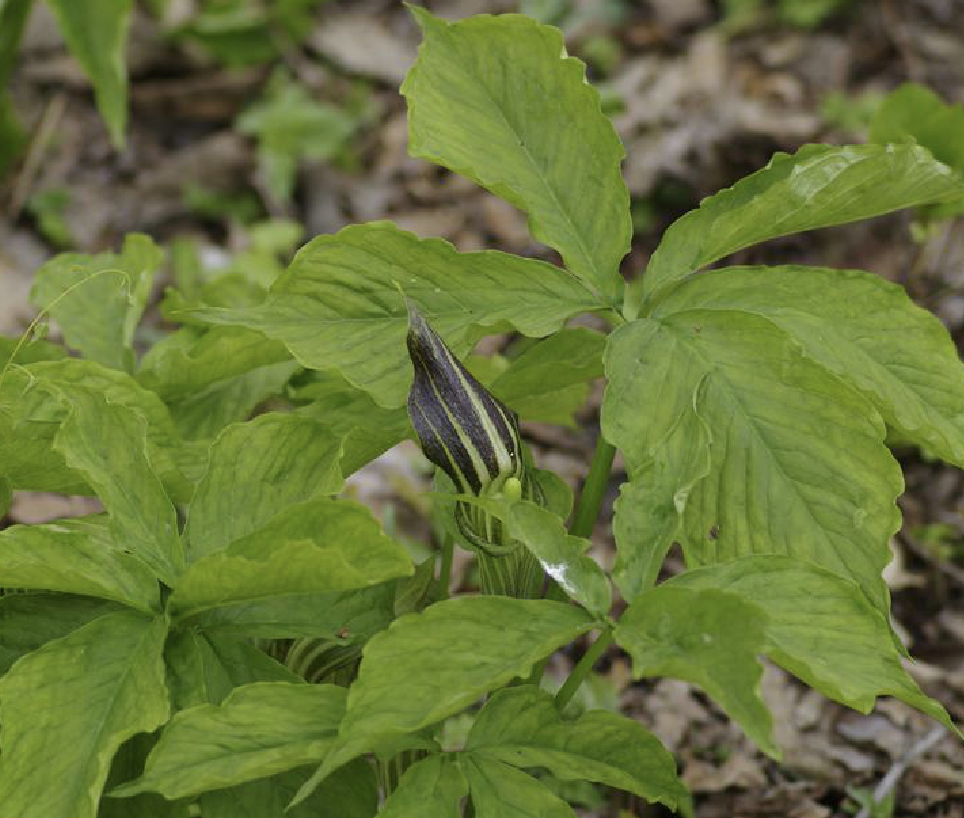  p>东北南星(学名: i>arisaema amurense /i> maxim.