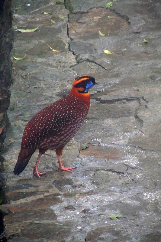 湖南省壶瓶山国家级自然保护区