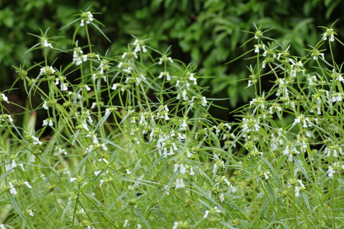 产广东及广西;为一杂草,生于田地,空旷潮湿地或沙质草地上,海拔约100