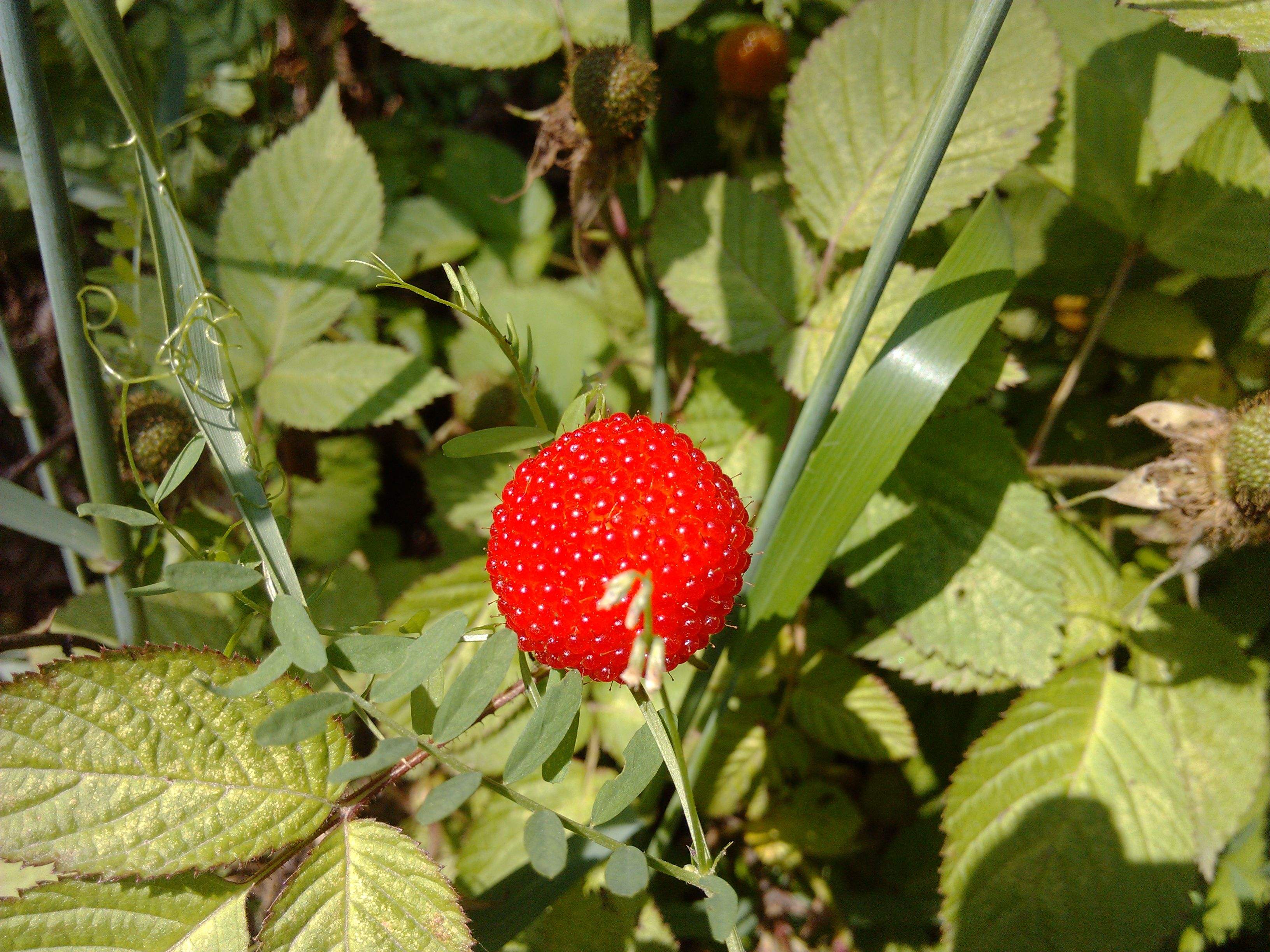 三月泡,四月泡,龙船泡,大麦泡,泡儿刺,刺葫芦,馒头菠,高脚波,山泡