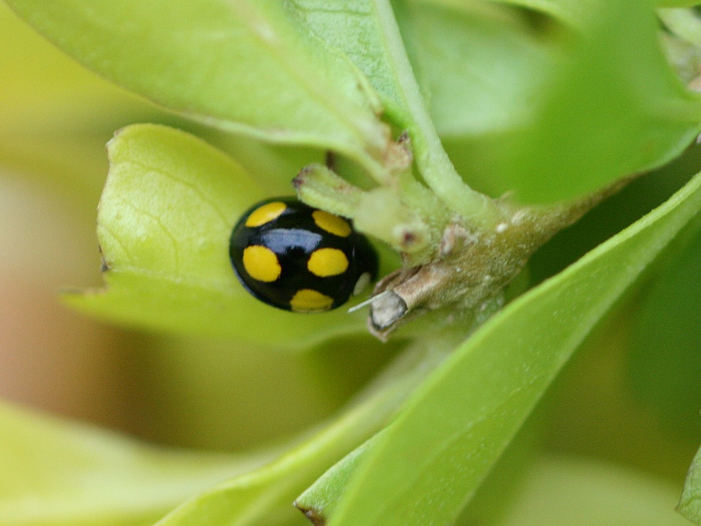 六星瓢虫是小型昆虫,体长3.5~4.