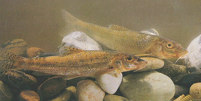 data-lemmaid="1195405">硬骨鱼纲 /a>,骨鳔鱼次亚纲,鲤形目,鲤科,鮈