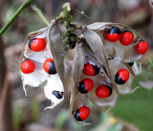  p>非洲相思子( i>abrus precatorius   /i> subsp.