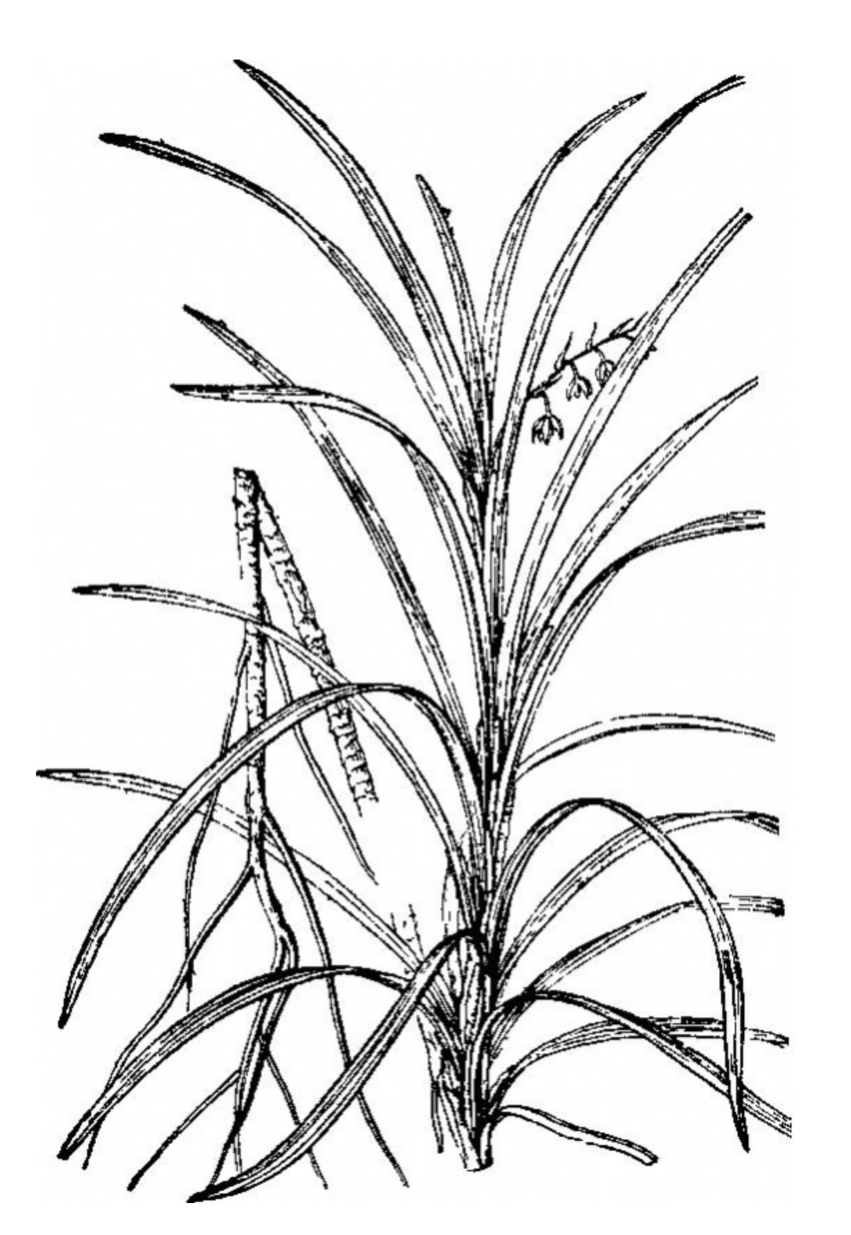  p>长茎沿阶草(学名: i>ophiopogon chingii wang et tang /i>),为 a