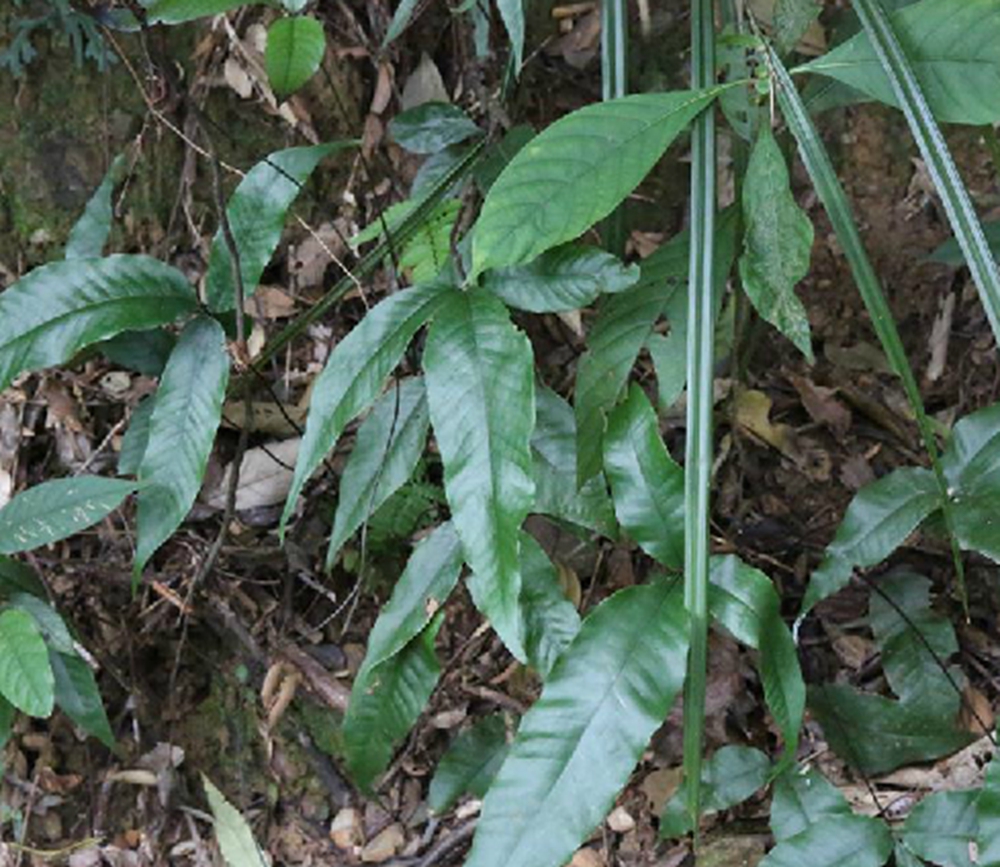  p>沙皮蕨(学名: i>hemigramma decurrens /i> (hook.) cop.