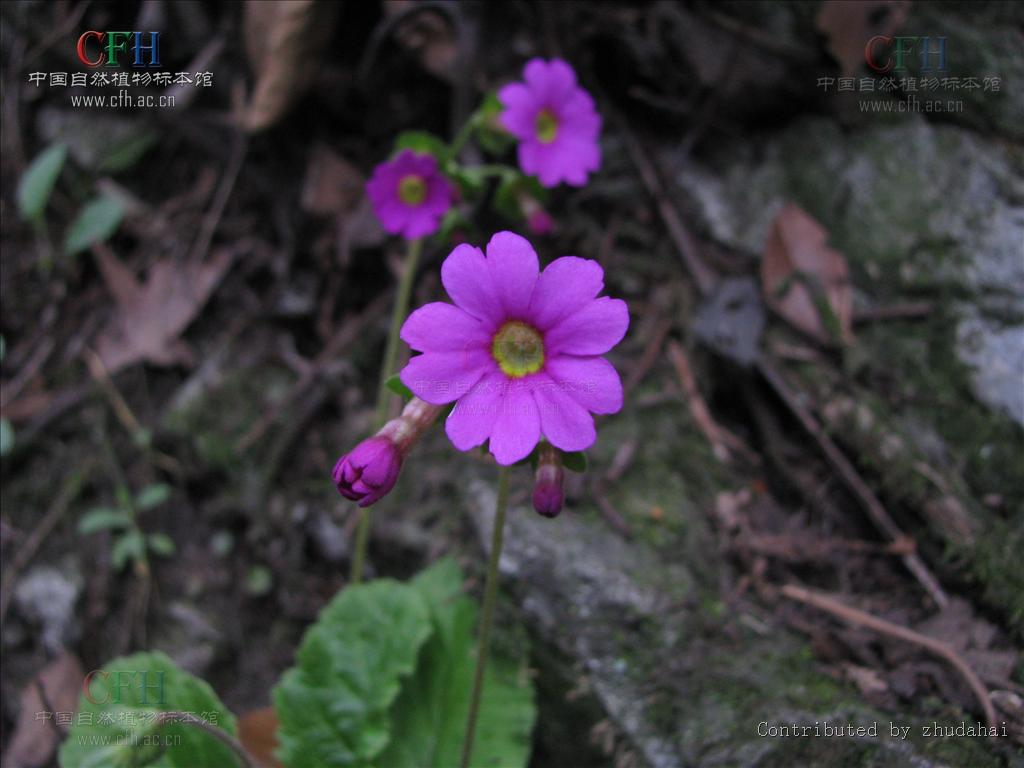 鄂报春(原亚种)