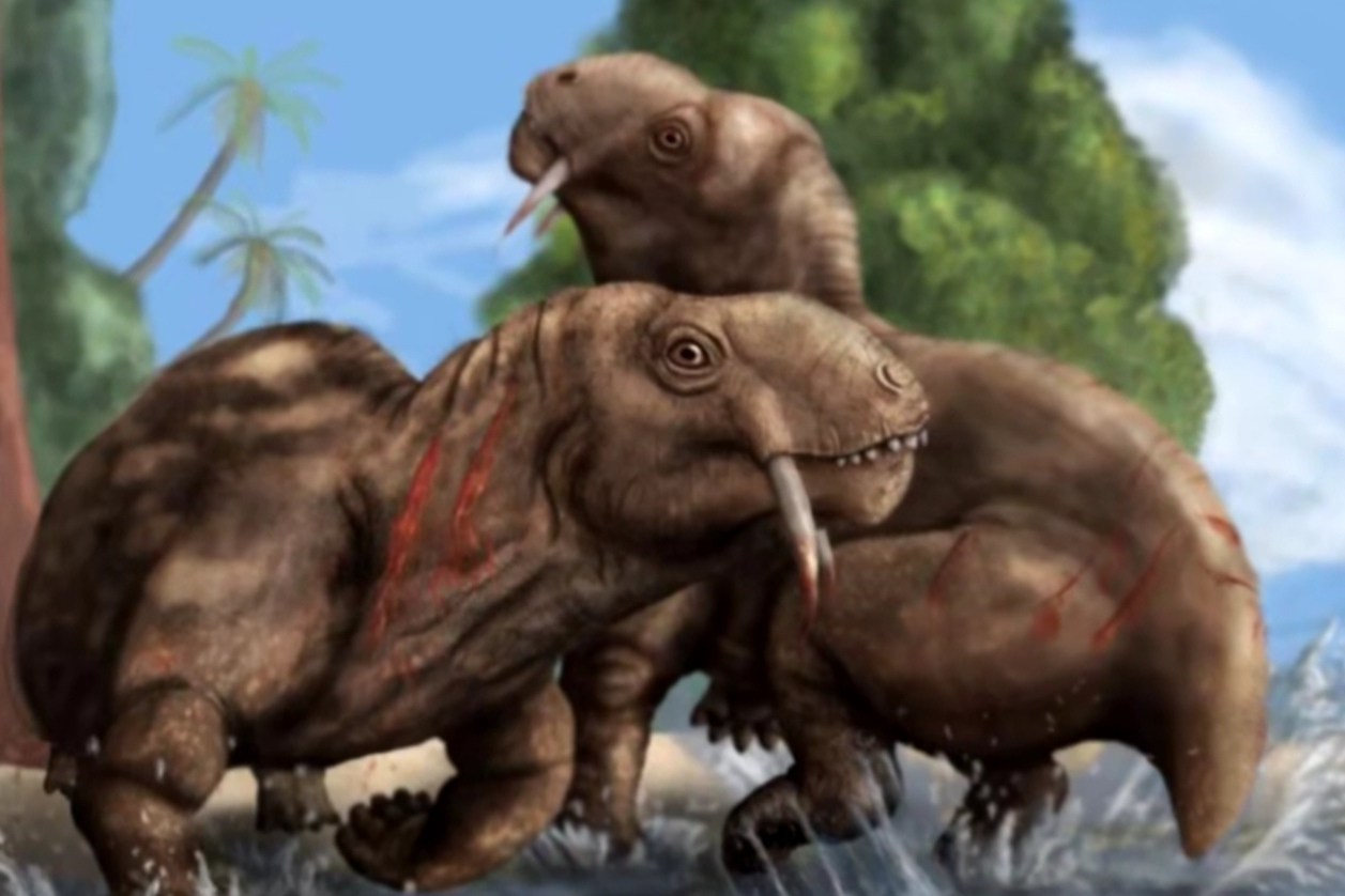 科学家将这一史前物种命名为"tiarajudens eccentricu",挖掘发现于