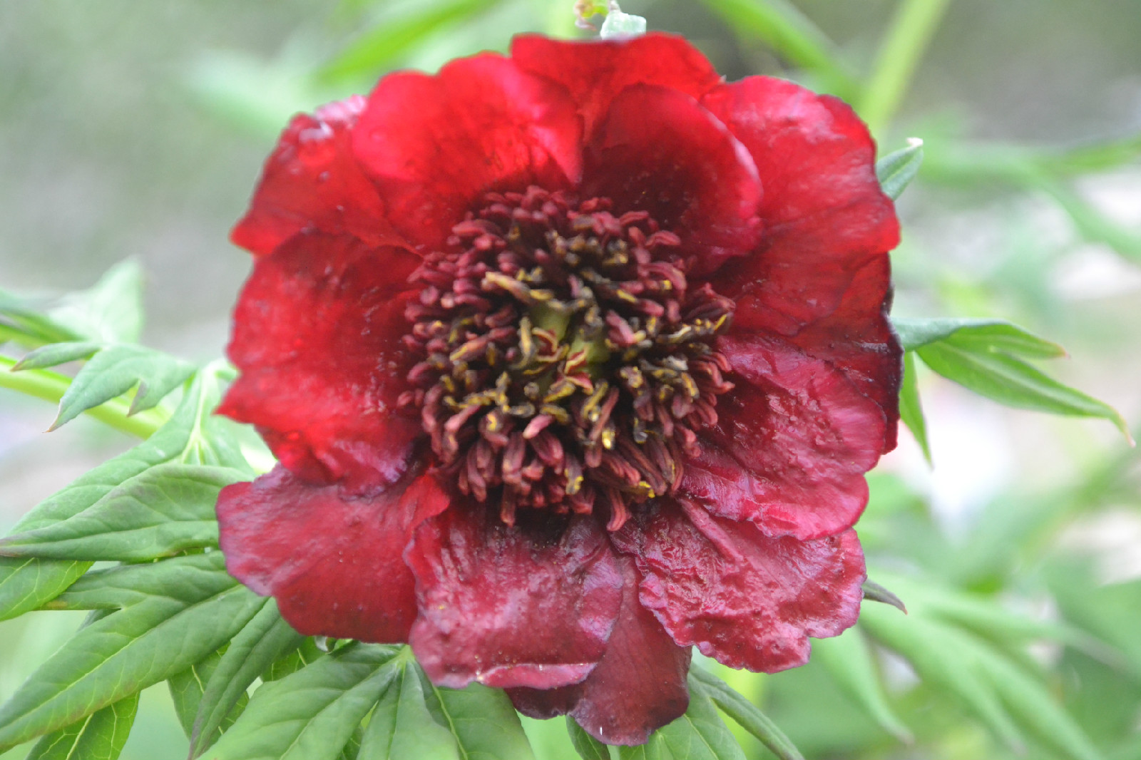  p>滇牡丹(学名: i>paeonia delavayi /i> franch.