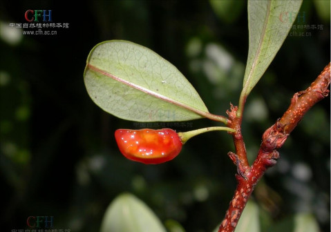 东方古柯_百度百科