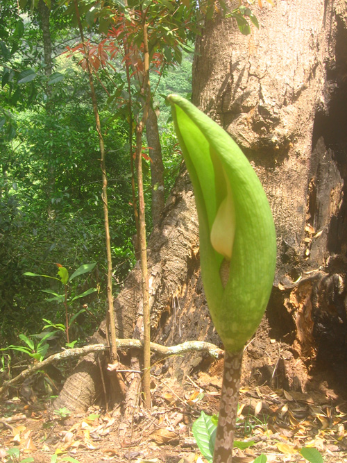  p>磨芋(拉丁学名: i>amorphophallus rivieri durieu  /i>),中国古名