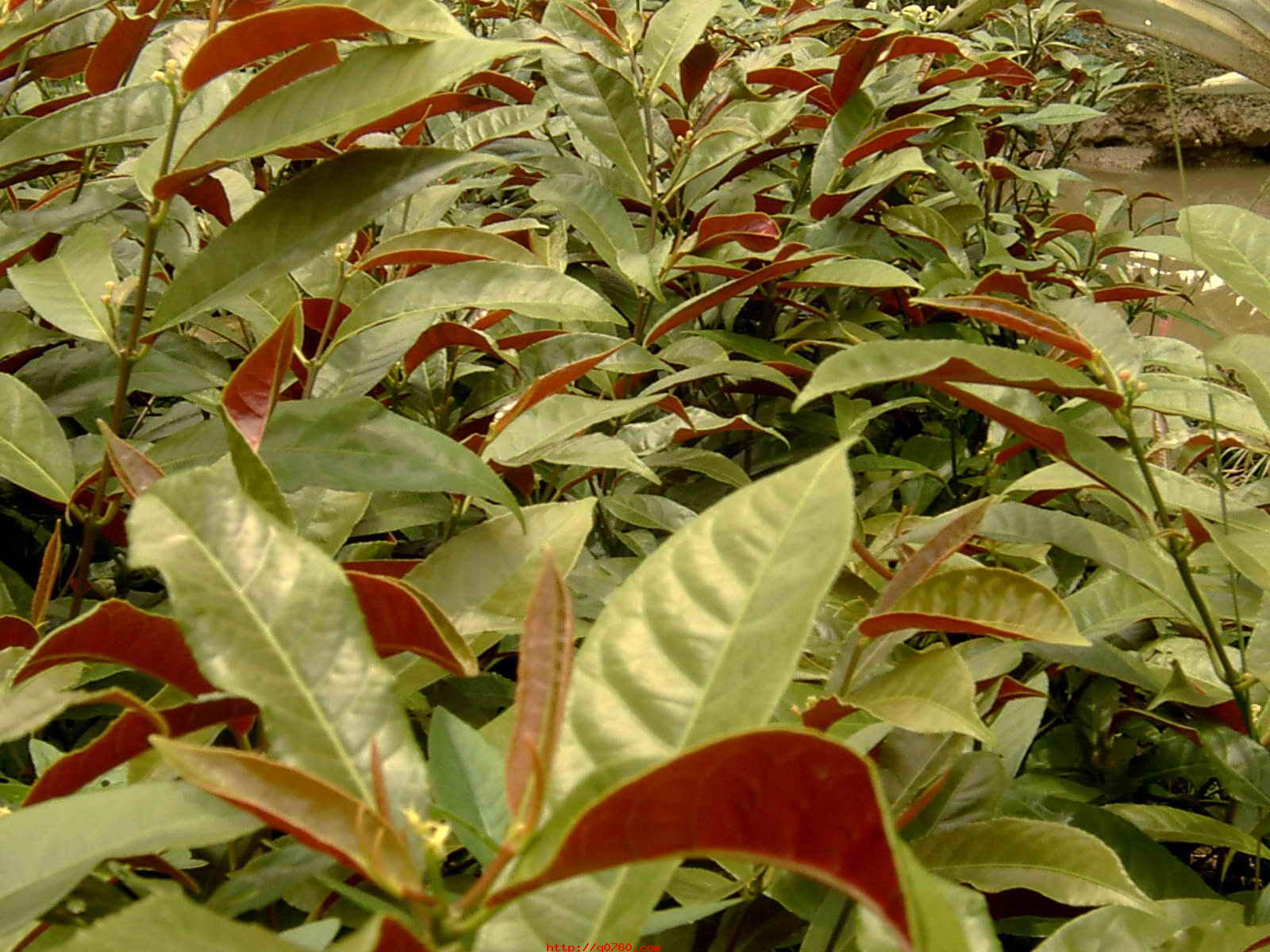  p>毛背桂樱( a href="#" data-lemmaid="8074290">学名 /a>:lauro