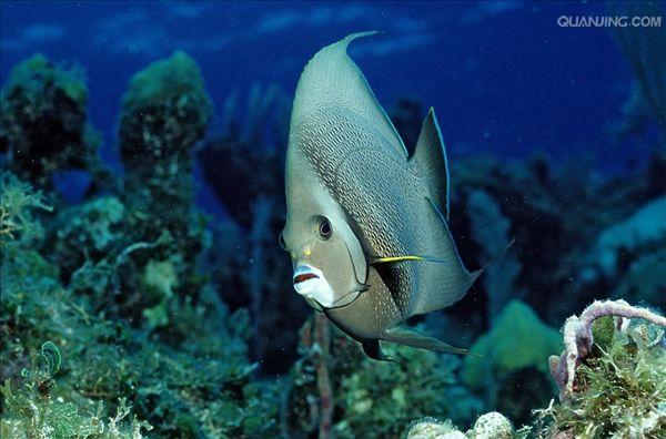 皇帝鱼的幼鱼全身青色,体表长着白色的漩涡状花纹,滑稽有趣.