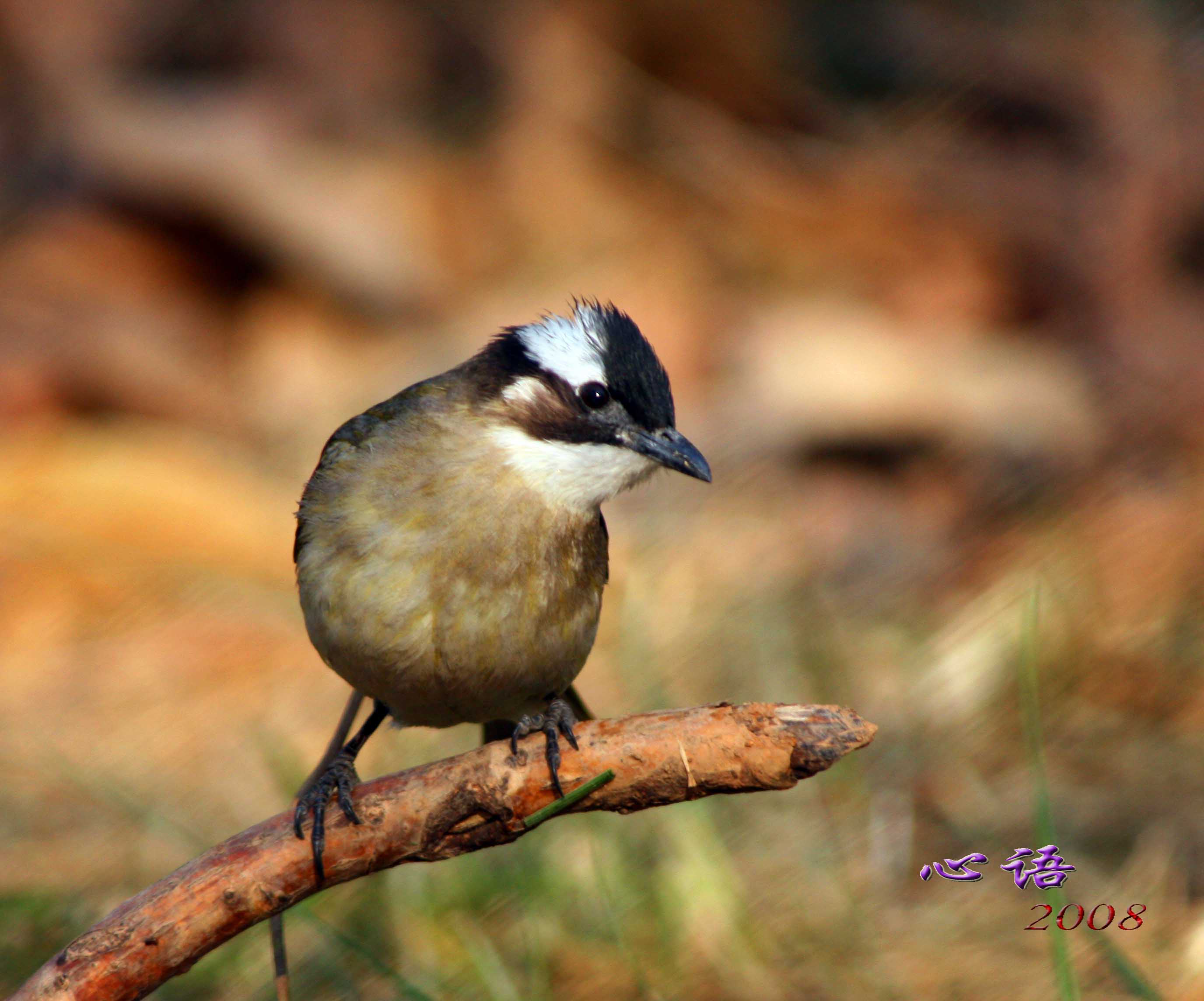  /b> , b>白头壳仔 /b>(台语),是雀形目鹎科小型鸟类,为鸣禽,冬季北方