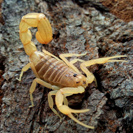巴基斯坦黄鳄背蝎