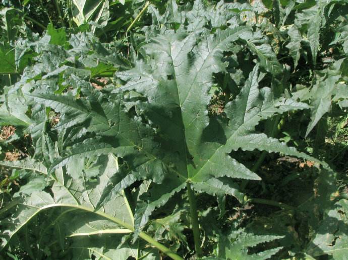  p>矮大黄(拉丁学名: i>rheum nanum /i> siev. ex pall.