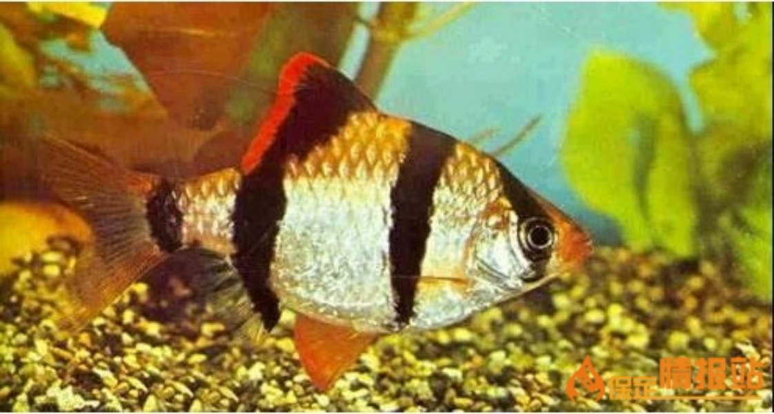  p>平平鱼又名虎皮平平,四间鱼,品品鱼,黑四间