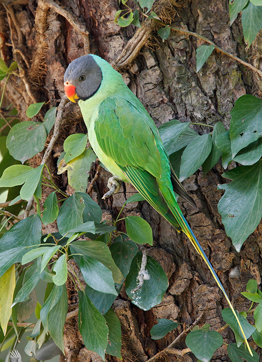  p>灰蓝头鹦鹉(学名:psittacula himalayana)是典型的 a href="#"