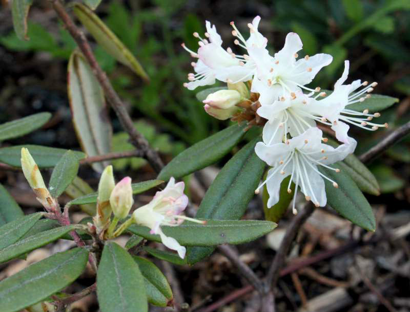  p>粉背碎米花(学名: i>rhododendron hemitrichotum /i> balf. f.