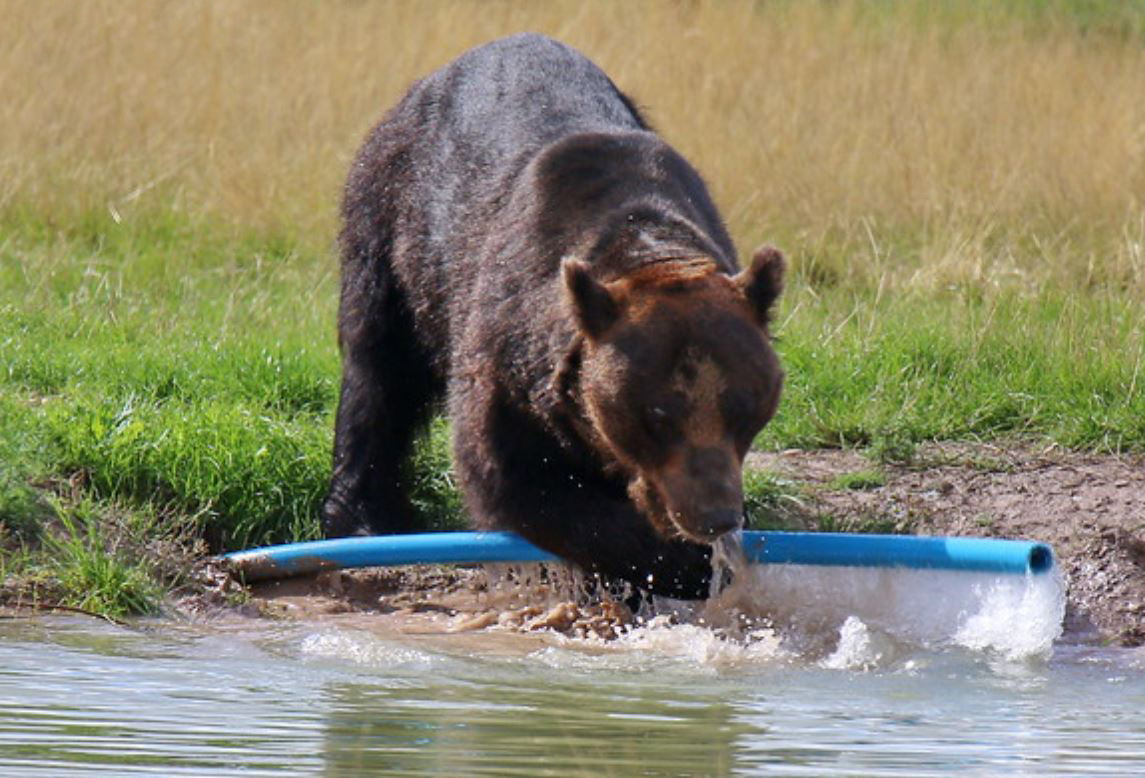  p>乌苏里棕熊(学名: i>ursus arctos lasiotus /i>):是哺乳纲,熊科的