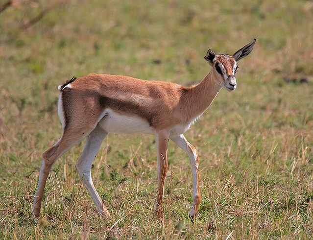  p>汤氏瞪羚,学名: i>eudorcas thomsonii  /i>(günther, 1884), a