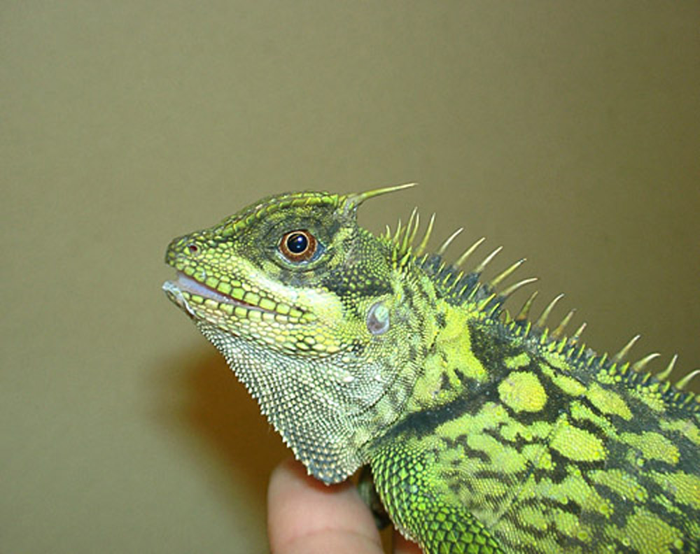  p>长棘蜥( i>acanthosaura armata /i>&nbsp;hardwicke and gray