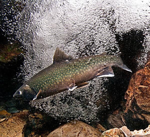  p>花羔红点鲑(学名:salvelinus malma)为鲑科红点鲑属的鱼类,体色由