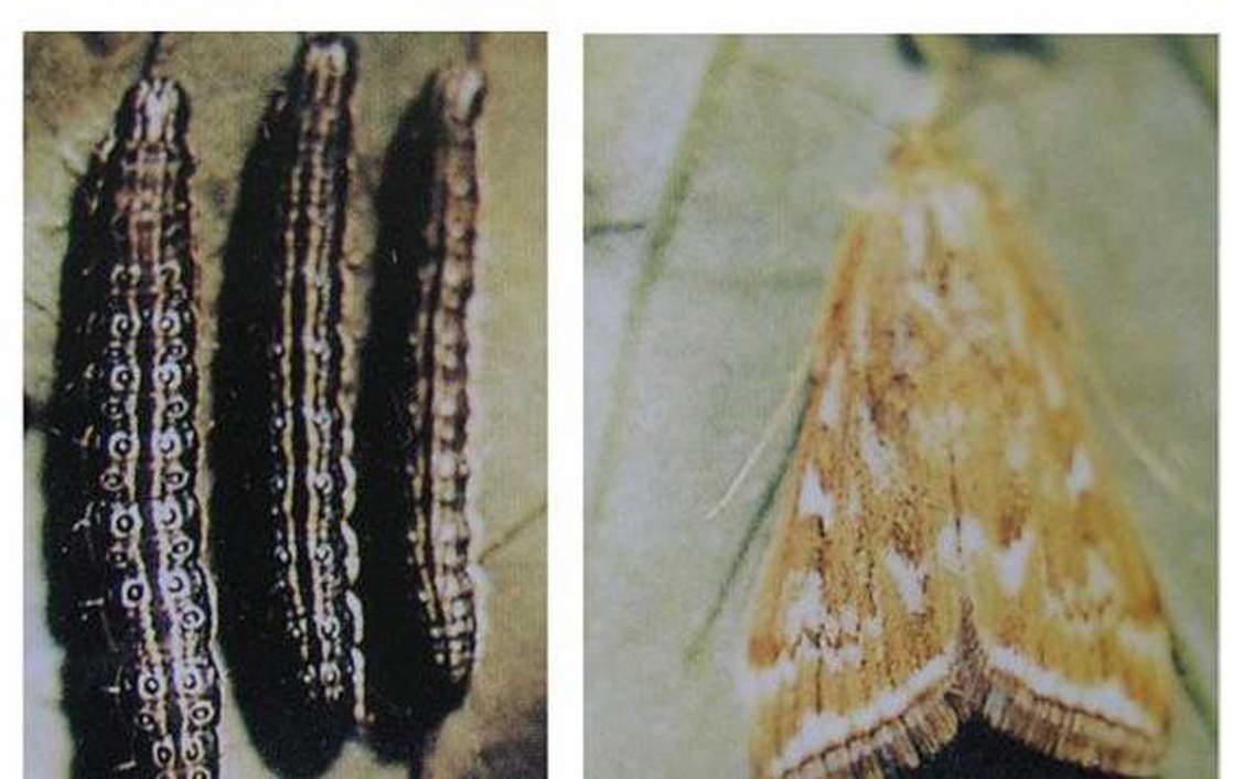  p>双尾褐凤蝶(学名: i>bhutanitis mansfieldi /i>) a href="#" data