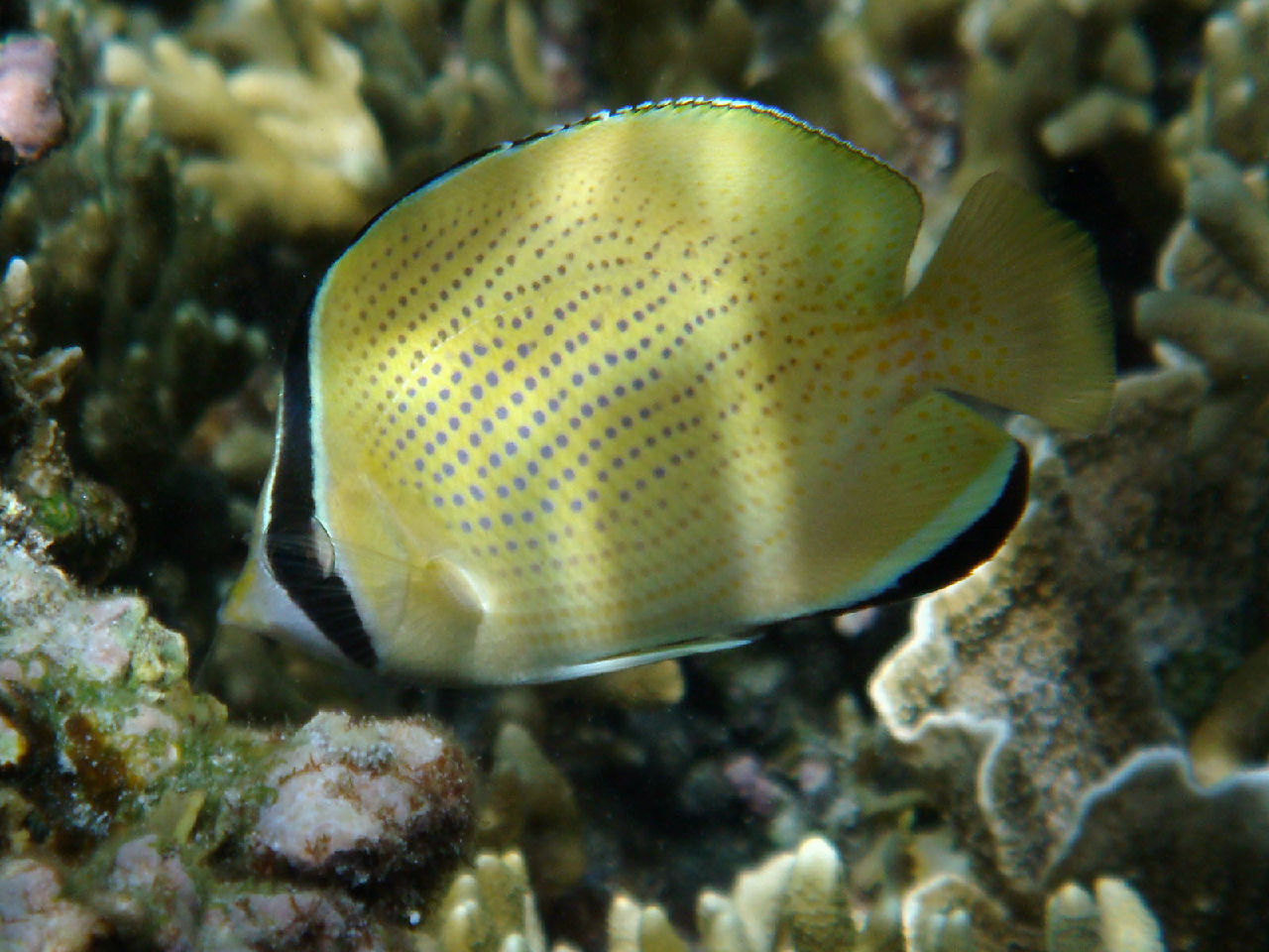 speckled butterflyfish