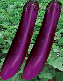  p>渝早茄一号茄子株高68厘米左右,叶色深绿带紫晕, a target="_blank