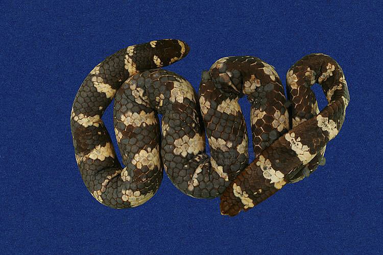 laticauda  colubrina