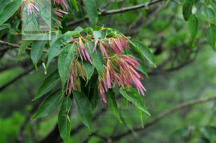  p> b>苦枥木 /b>(学名: i>fraxinus insularis /i>)为木犀科梣属的