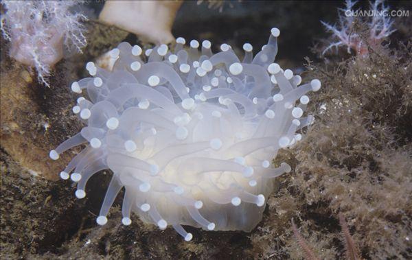  p>刺胞动物门(cnidaria)又称刺细胞动物门,过去称为 a href="#" data