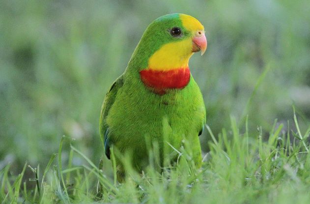  p>超级鹦鹉(学名:polytelis swainsonii)是典型的 a href="#" data