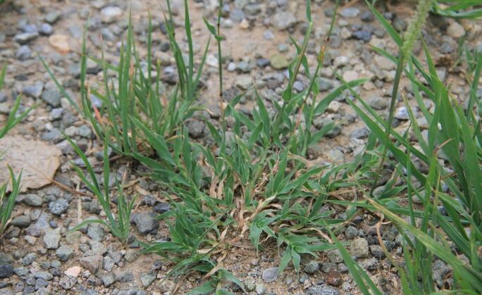  p>锋芒草(学名: b>tragus /b>&nbsp; b>mongolorum /b>&nbsp