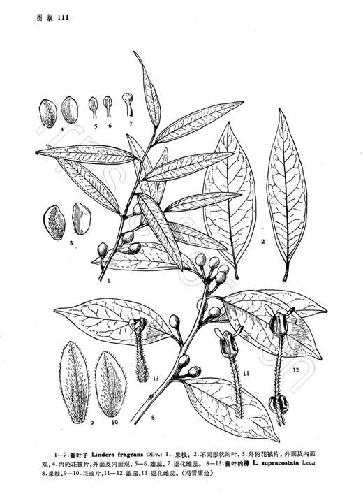 大透骨消