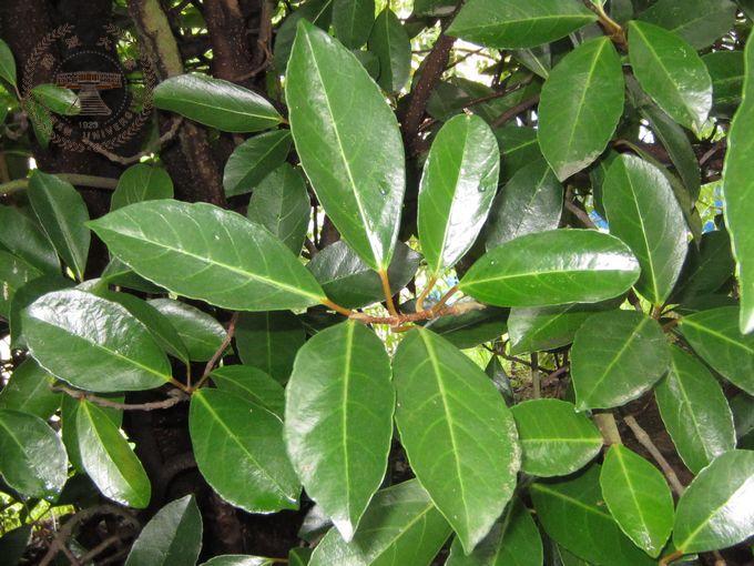  p data-id="gnx3sr843i">常绿植物在植物学中指的是一种全年保持叶片