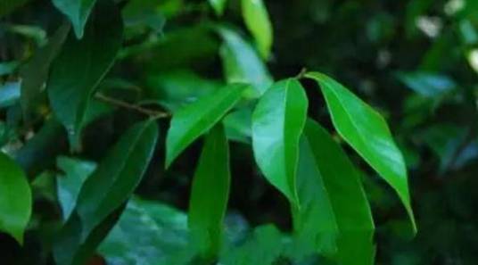 多穗石栎_百度百科