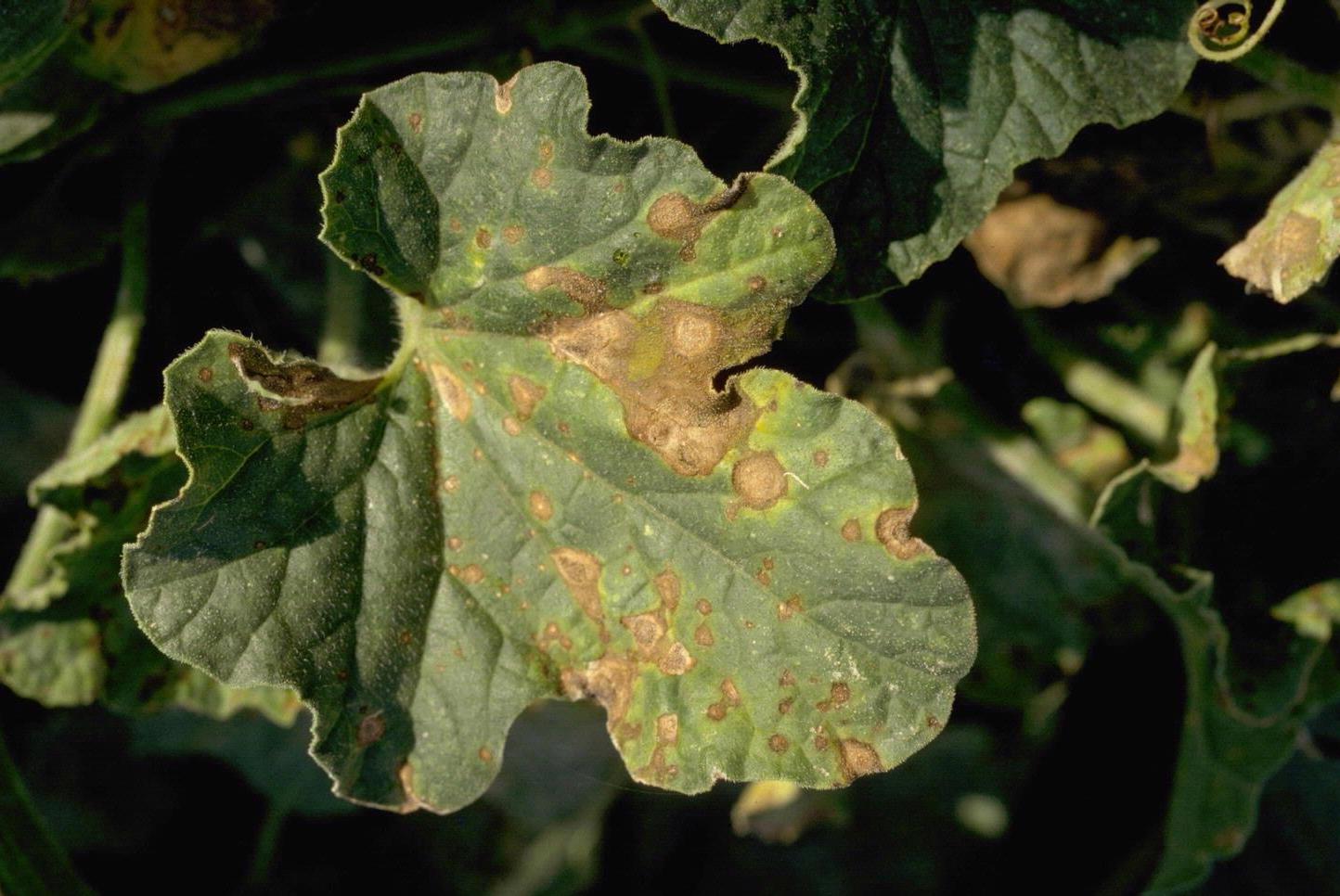 苦瓜细菌性角斑病