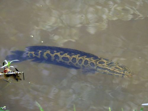 乌鳢（鳢科鳢属一种动物）_百度百科