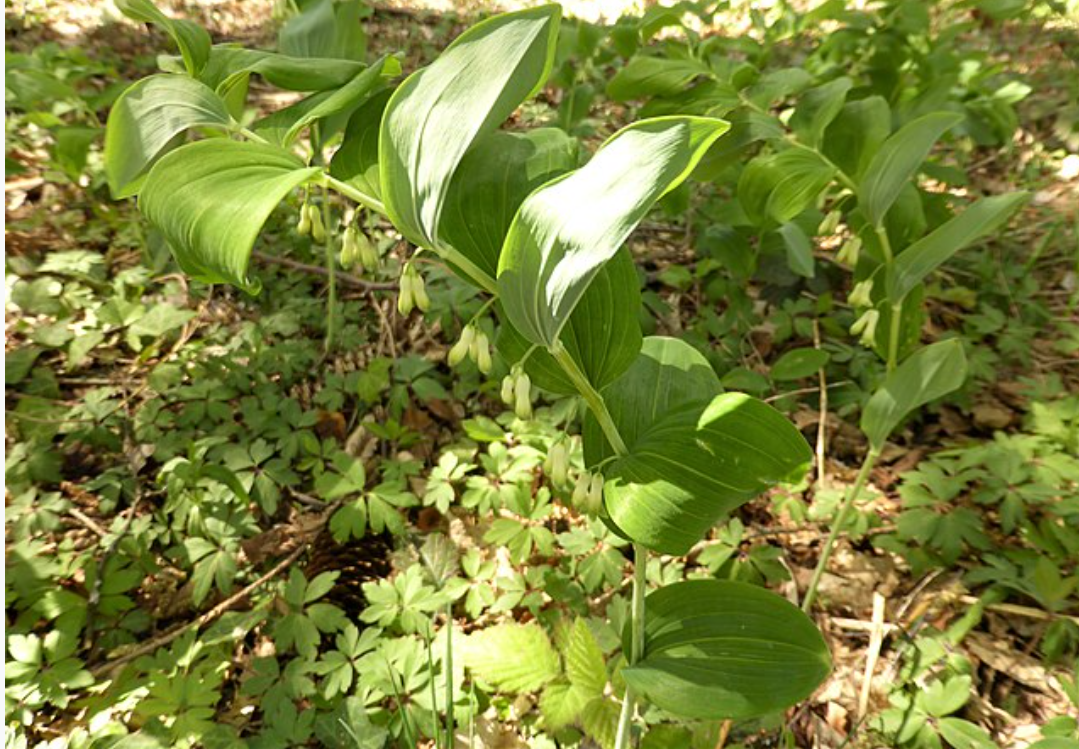 玉竹（天门冬科黄精属植物）_百度百科