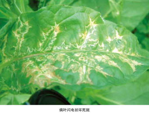 烟草黄瓜花叶病