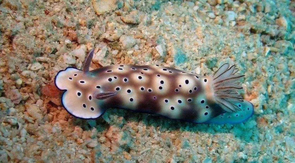  p data-id="t149vizztl4r">蝓:蛞蝓鱼类任一种体形较小的头索动物纲