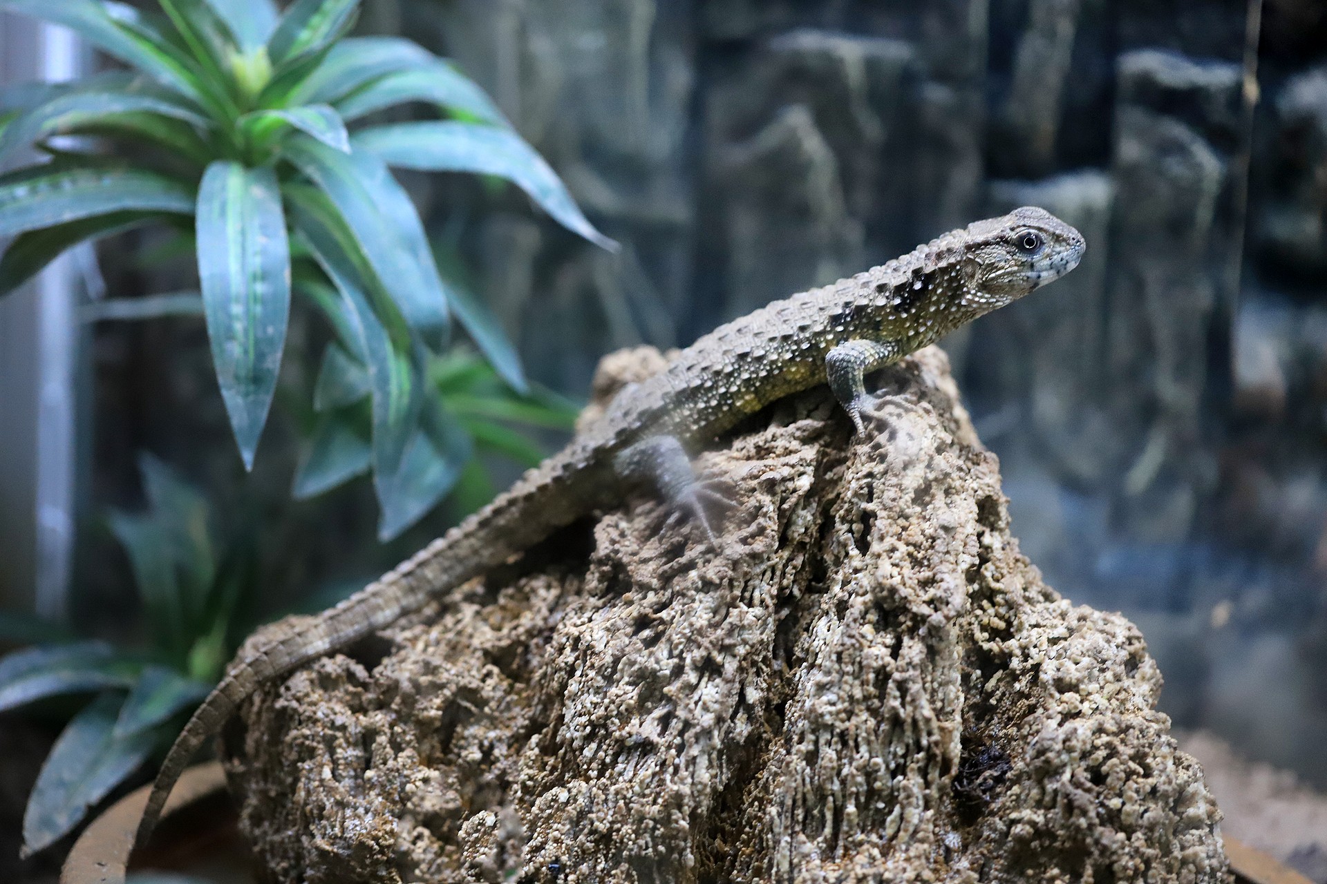  p>鳄蜥(学名: i>shinisaurus crocodilurus /i>):是爬行动物中比较