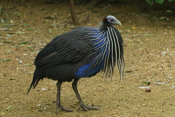 vulturine guineafowl