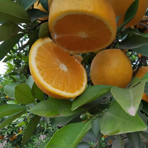 锦橙（芸香科柑橘属植物）_百度百科