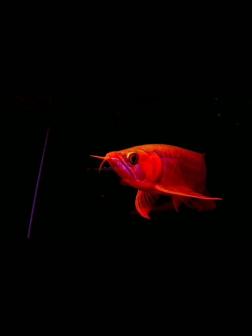 红龙鱼